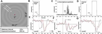 The Speed of Neural Visual Motion Perception and Processing Determines the Visuomotor Reaction Time of Young Elite Table Tennis Athletes